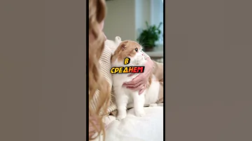 Сколько весит мозг кошки