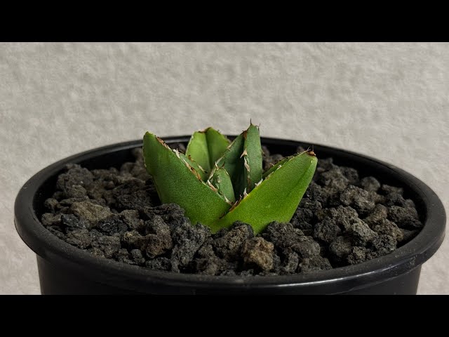 20260920 アガベ・笹の雪 スーパーワイド -006｜agave victoriae