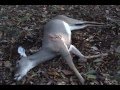 Georgia Doe Gun Hunt 2013