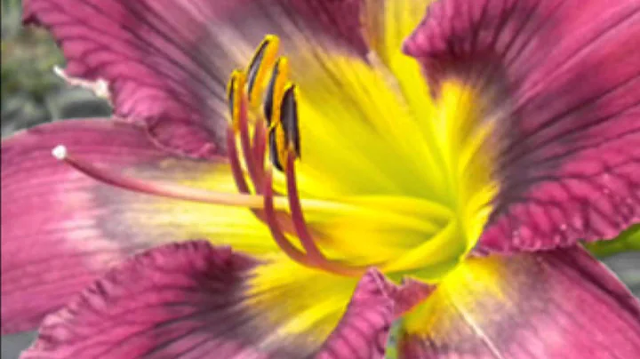 Daylily Garden of Sandy and Mike Holmes. Daylilies...