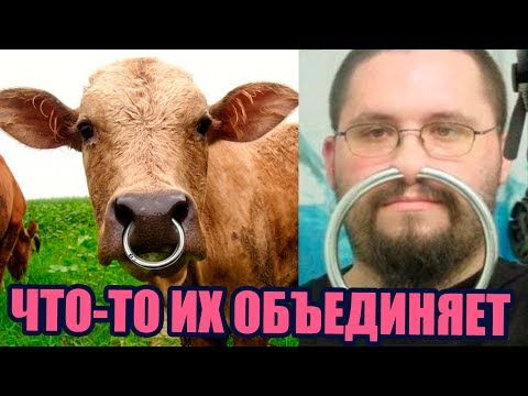 Зачем Быку Кольцо в Носу