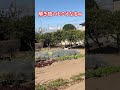 柴犬を広大な庭に解き放つとこうなった(笑)#shorts