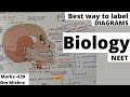 Best way to Fill Diagrams of Biology including Theory#neet #neetstrategy #study #neet2022