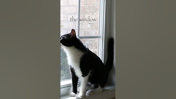 Tuxedo Cat Loves Looking Out The Window 😻