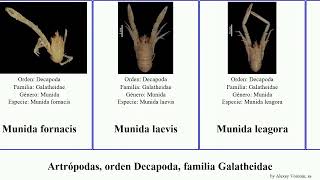 Artrópodas, orden Decapoda, familia Galatheidae munida munidopsis zebra rubella arthropoda laevis