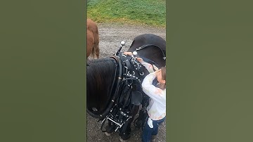 Harness on! #drafthorses #workinghorses #percheron