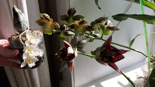 видео: Какой способ размещения я использую для морковок на время отсутствия. Катасетум или орхидея морковка картинка: Какой способ размещения я использую для морковок на время отсутствия. Катасетум или орхидея морковка