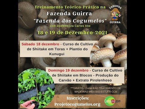 Mudas de Kunugui para Cultivo de Cogumelo Shiitake em Toras #shorts 