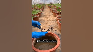 How To Grow Beautiful Lotus Flowers #satisfying #farming