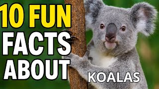 Koalas Sleep 20 Hours a Day?! 😴 | 10 Amazing Facts | WildWhisper
