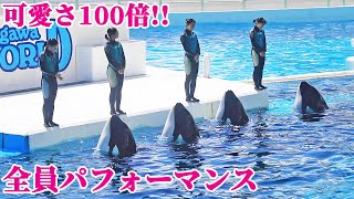 シャチ全員パフォーマンスは可愛さ100倍!! 鴨川シーワールド シャチショー KamogawaSeaWorld  orca killerwhale