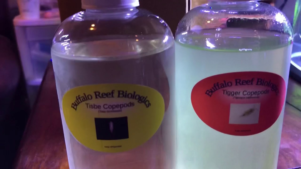 Buffalo Reef Tisbe and Tigger Copepod Unboxing