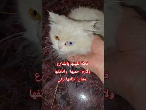 قطة لقيتها بالشارع تايه من صاحبها   اقنباسات قطط  اكسبلور  تربية القطط