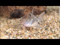 Corydoras y Ragtime on the Rag