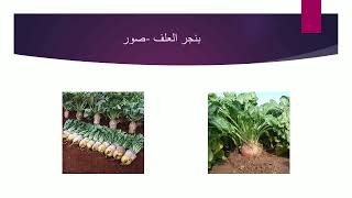 برنامج سنابل : معوقات تحد من انتشار زراعة قصب السكر كعلف  وبنجر العلف