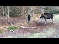 Man Rescues Moose Trapped in a Tree in Small Swedish Town