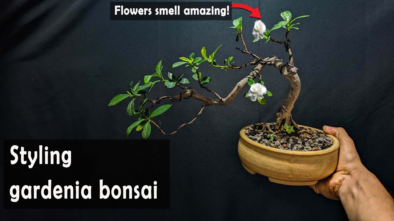 styling semi cascade gardenia bonsai. first wiring