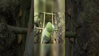 Building Bushcraft Underground Dugout Survival Shelter Camping #shorts #51