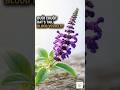 The weed called rat's tail. Lab tests on blood vessels? #Shorts