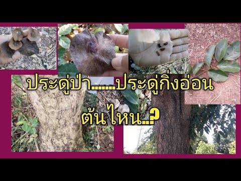ประดู่ป่า#หรือประดู่กิ่งอ่อน