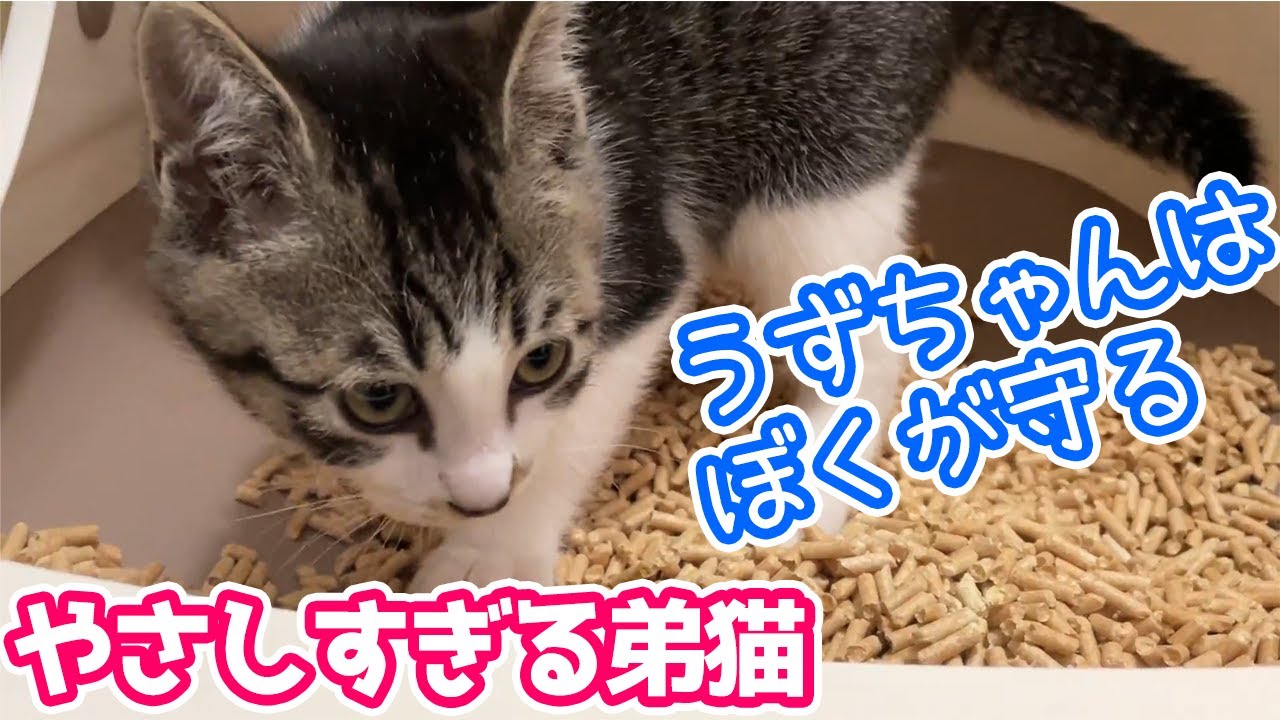 猫 うんち を 隠さ ない