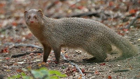 “The Fearless Mongoose: Nature’s Tiny Snake Slayer!”#viral #wildlife #nature#miniwhy #facts#mongoose