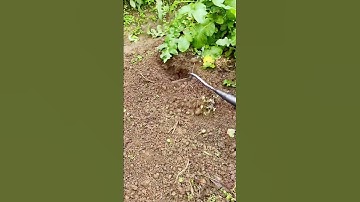 unique agricultural tool for loosening the soil #shorts