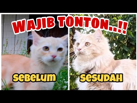 Video: Pratel Untuk Kucing: Ulasan, Petunjuk Penggunaan, Kontraindikasi, Efek Samping, Analog