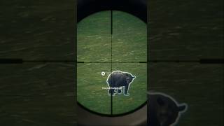 🫁 Lungshot theHunter: Call of the Wild Black Bear 🐻 💥🎯🔫