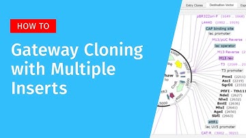 Gateway Cloning with Multiple Inserts in SnapGene