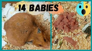 Hamsters give birth to 14 babies and almost lose their lives, especially as they give birth for the