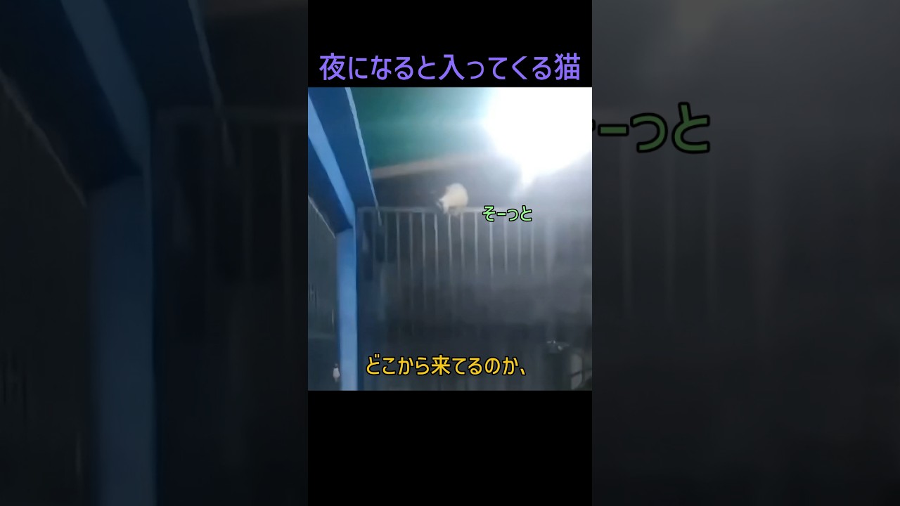 夜になると入ってくる猫