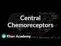 Central chemoreceptors Respiratory system physiology NCLEX RN Khan Academy