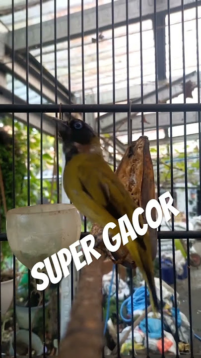 CUCAK KURINCANG / KUTILANG SUTRA SUPER GACOR TEMBAKAN MANTAP