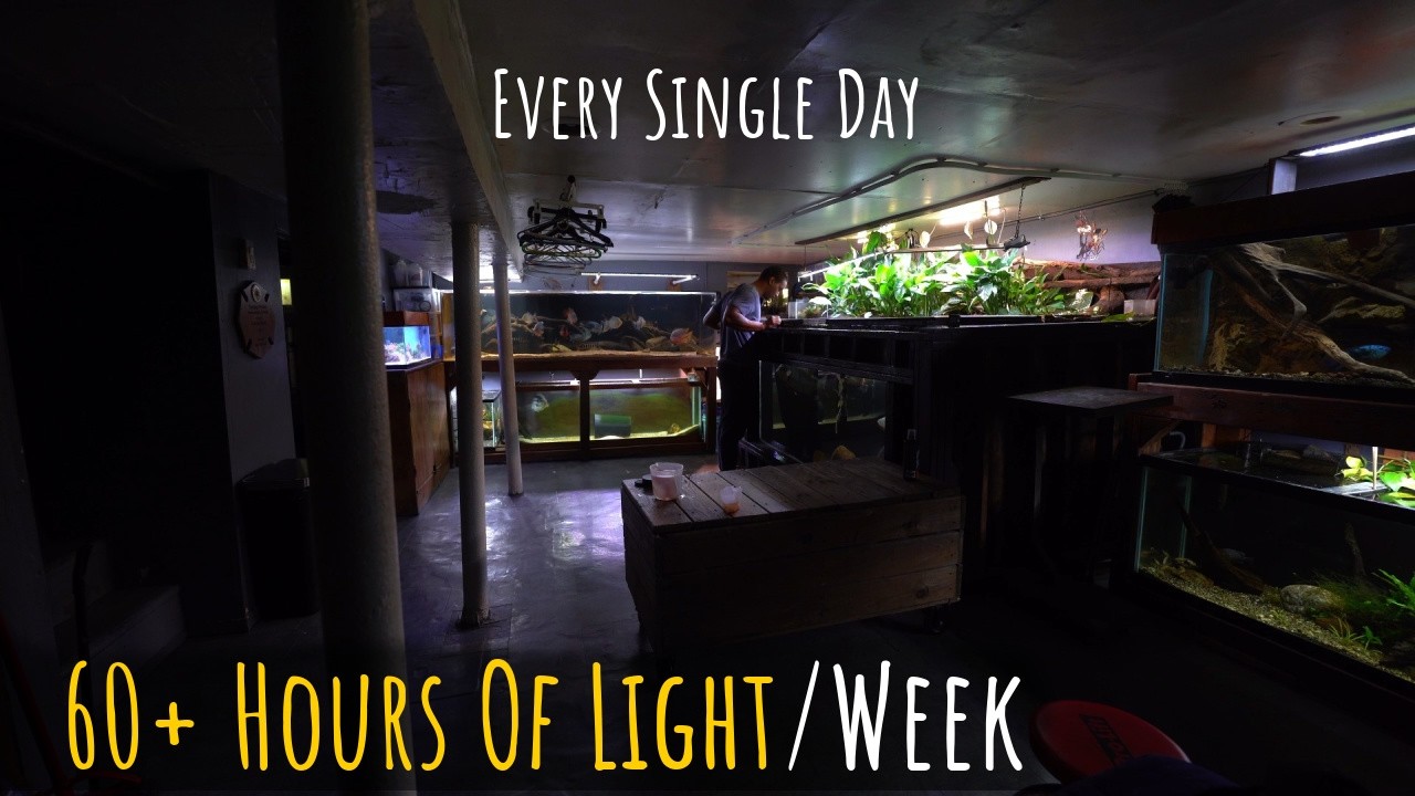 My fishtank lights are on every day, even when I'm not home...