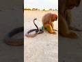 Wao Black Cobra And Monkey In Desert Shorts Viralreels 