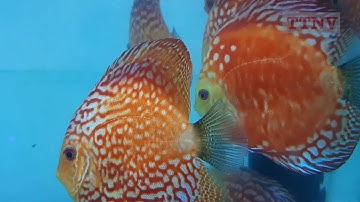 Tuyển cá dĩa đẹp : Cá Dĩa PanDa Đỏ - Discus Fish