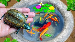 Most Amazing Catching Colorful Surprise Eggs, Turtle, Koi Fish, Butterflyfish, Goldfish in Tiny Lake