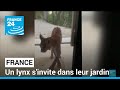 Ain  un lynx sinvite dans leur jardin  france 24