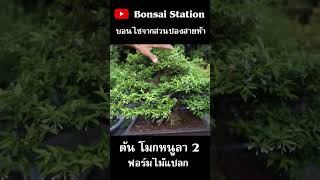 โมกหนูลา สวนปองสายห้า 2 #bonsaithai #บอนไซไทย #bonsai #บอนไซ #สวนบอนไซ #bonsaigarden