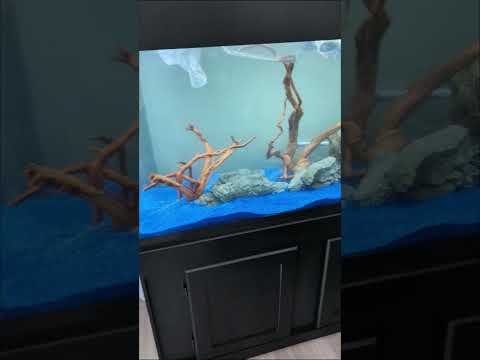 BEFORE AND AFTER 90 GALLON AQUARIUM SETUP. #seaanimals #helpmemakethismakesense #aquariumlovers