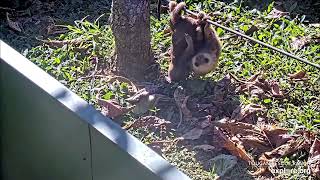 Baby sloths hugging \& eating dirt - 04\/01\/24 - SlothTV via explore.org
