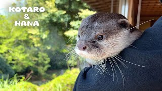 初めての旅行が楽しすぎて子供みたいになってるカワウソ　Otters Enjoying Their Trip Like Kids