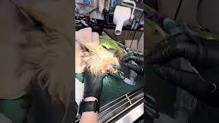 Periapical abscess in a dog. When a bad tooth causes an infection under the eye. by Krista Magnifico, DVM 2,344 views 1 month ago 2 minutes, 27 seconds