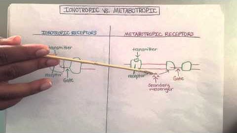 Autonomic Nervous System