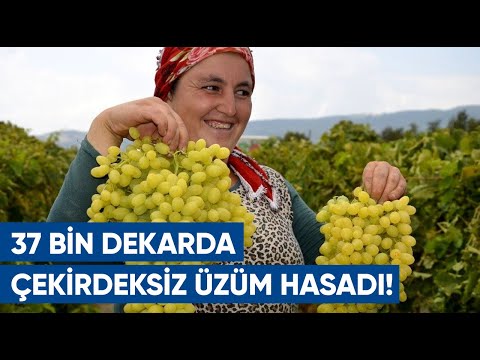 37 Bin Dekarda Çekirdeksiz Üzüm Hasadı | AGRO TV Haber