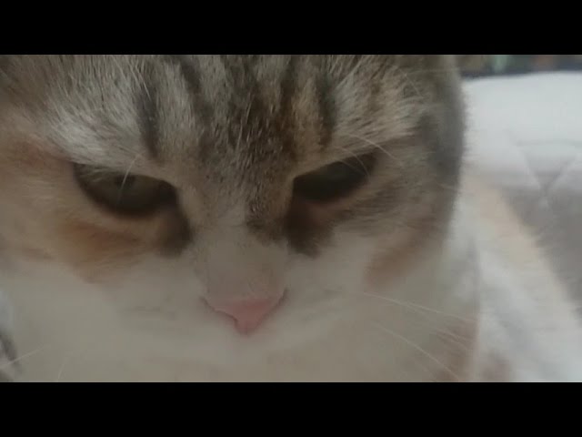 野獣の眼光 - YouTube