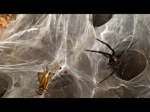 Awesome takedown by a very creepy spider!  (Linothele megatheloides)