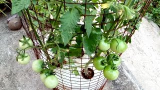 How to make self watering pot and Tomato grow in this pot on the roof.