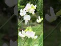 #1.209K SWEET PEA AND BUMBLE BEE... by Phinest Laya